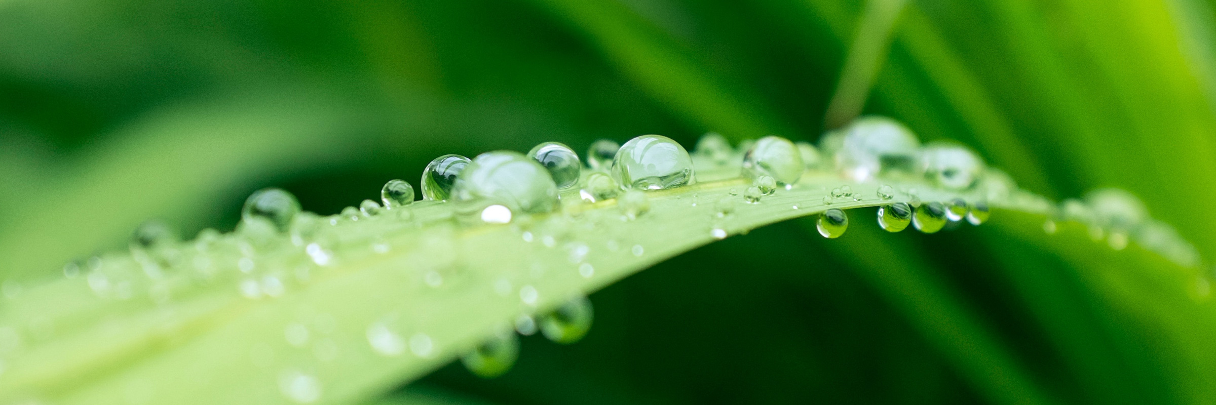Long leaf with water droplets